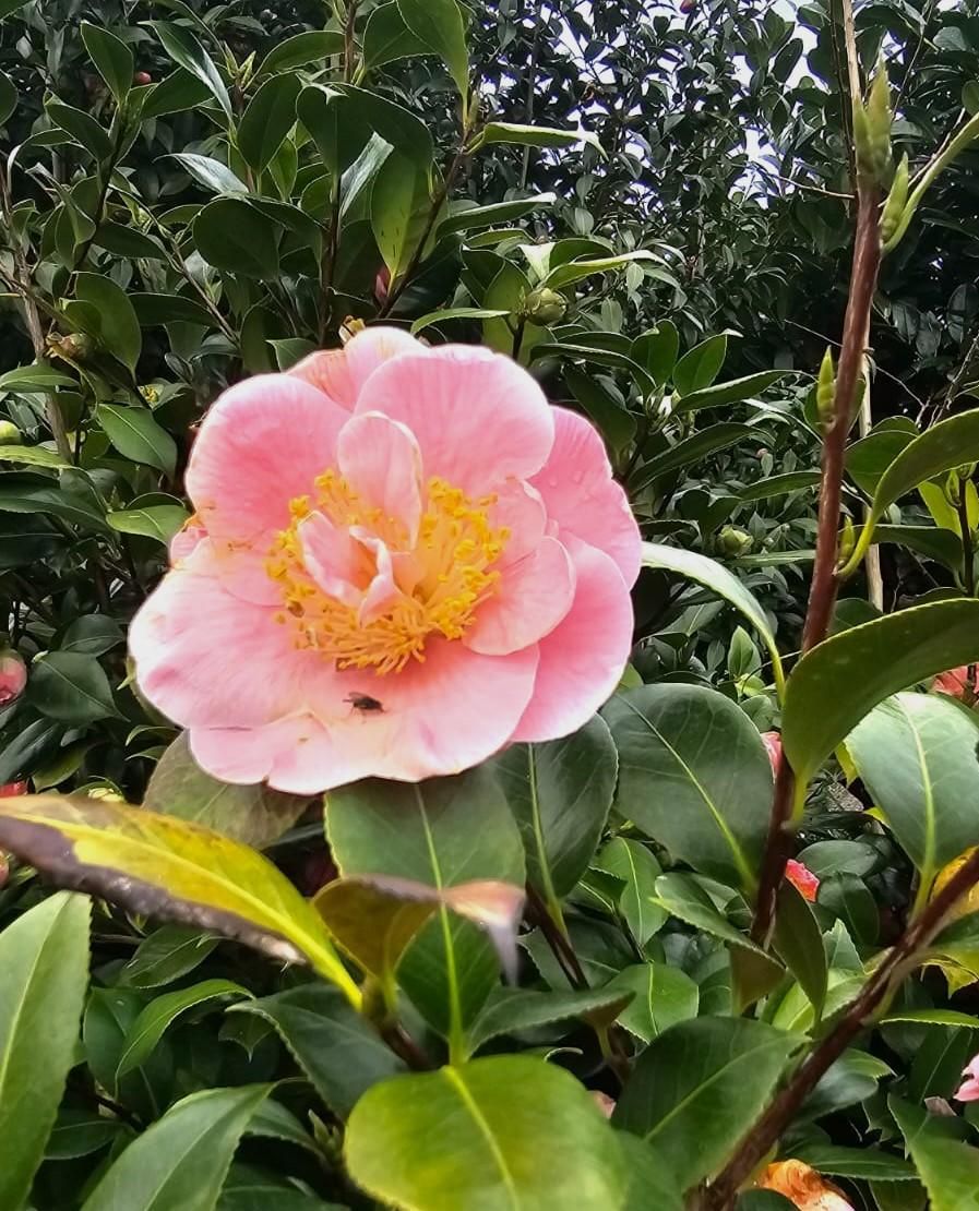 El jardin de camelias de María Jesús Guitérrez, en imágenes