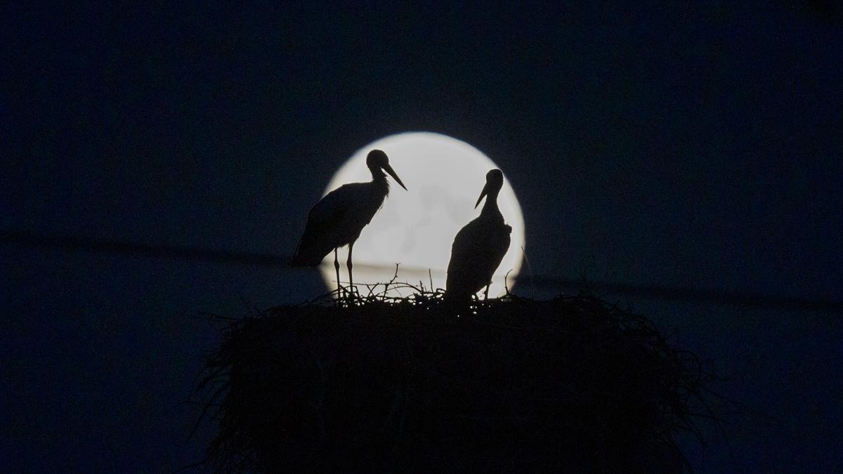 Vista de la Luna con dos aves desde las afueras de una ciudad.