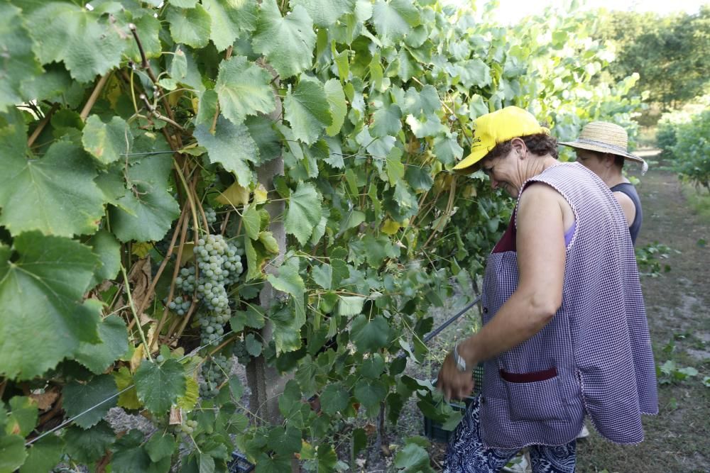 La vendimia más tempranera del siglo