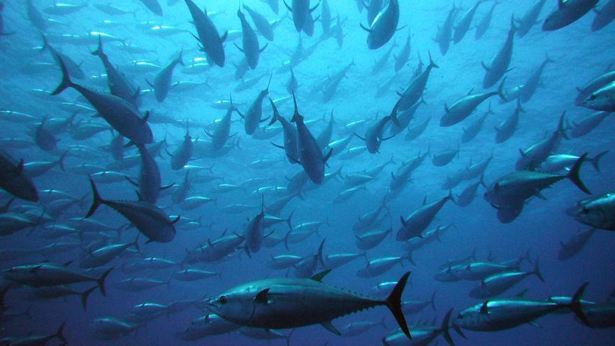 La Universidad de Alicante participa en una iniciativa mundial para combatir la pesca ilegal y excesiva