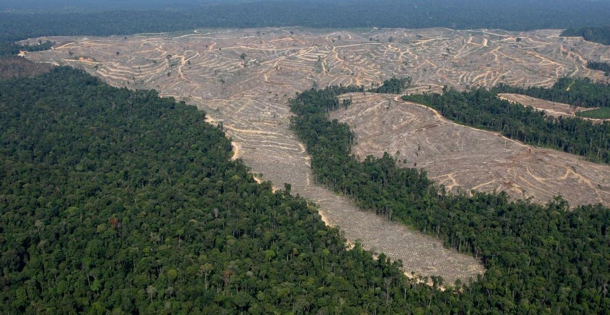 La ganadería industrial, causa de deforestación