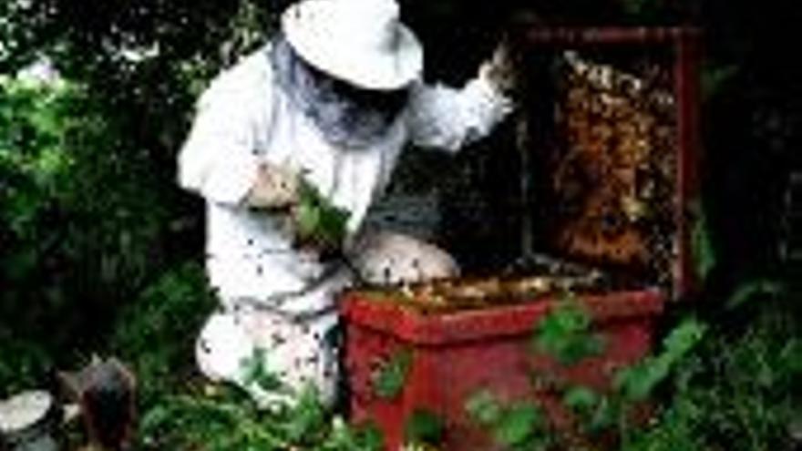Modificado el régimen de ayudas para la apicultura