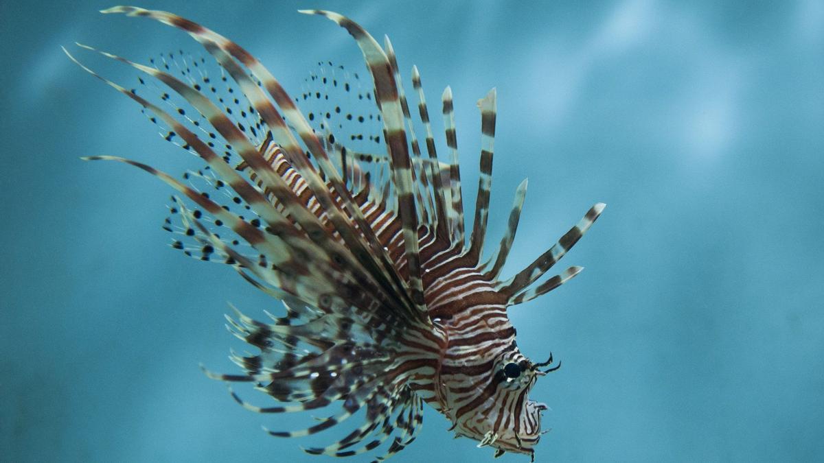 Ejemplar de pez león, invasor en el Mediterráneo