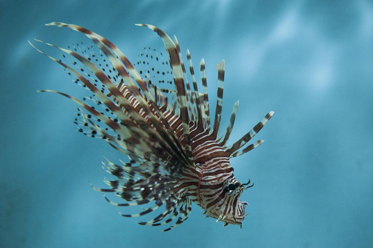 Ejemplar de pez león, invasor en el Mediterráneo