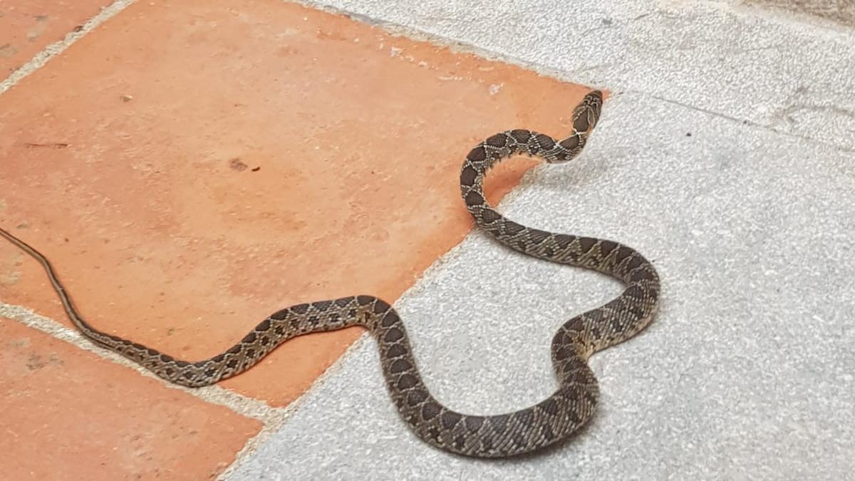 La serp que van trobar a l&#039;Arxiu Històric de Girona