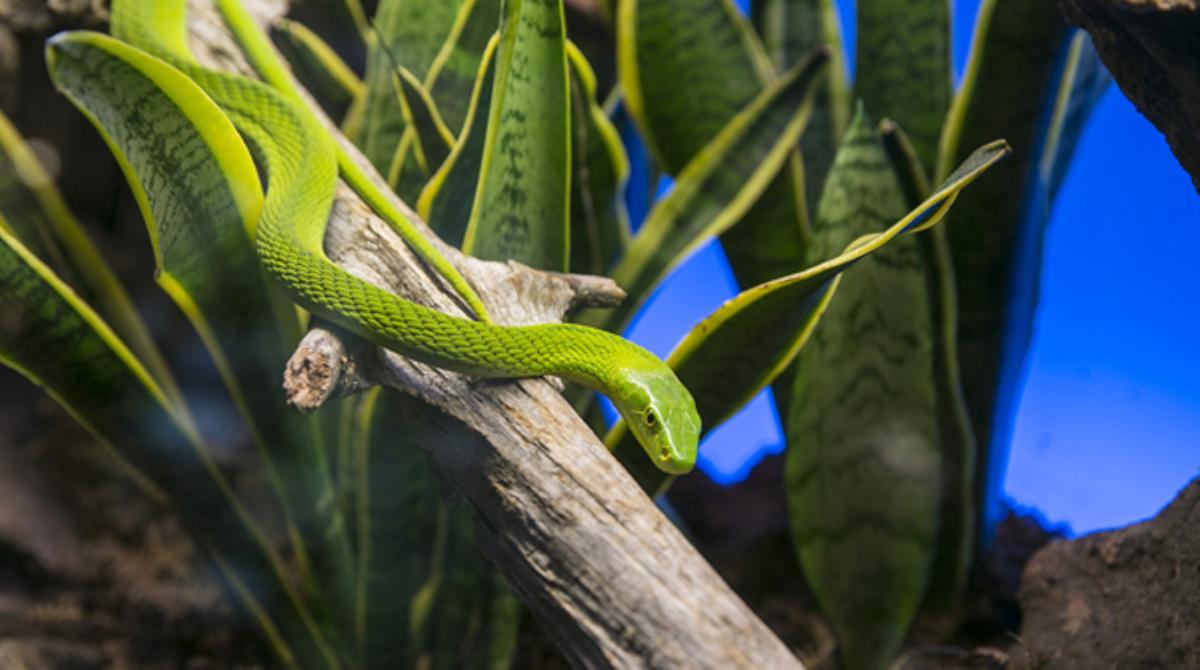 Exposició d’animals verinosos. ’Enverinats’ al Museu Blau.