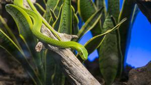 Exposició d’animals verinosos. ’Enverinats’ al Museu Blau.