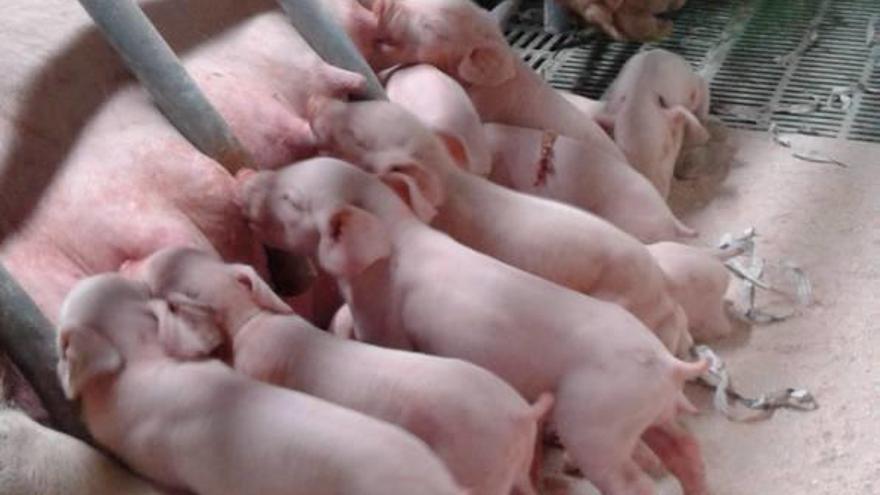 Porcs mamant de la mare a una granja de Cornellà del Terri.