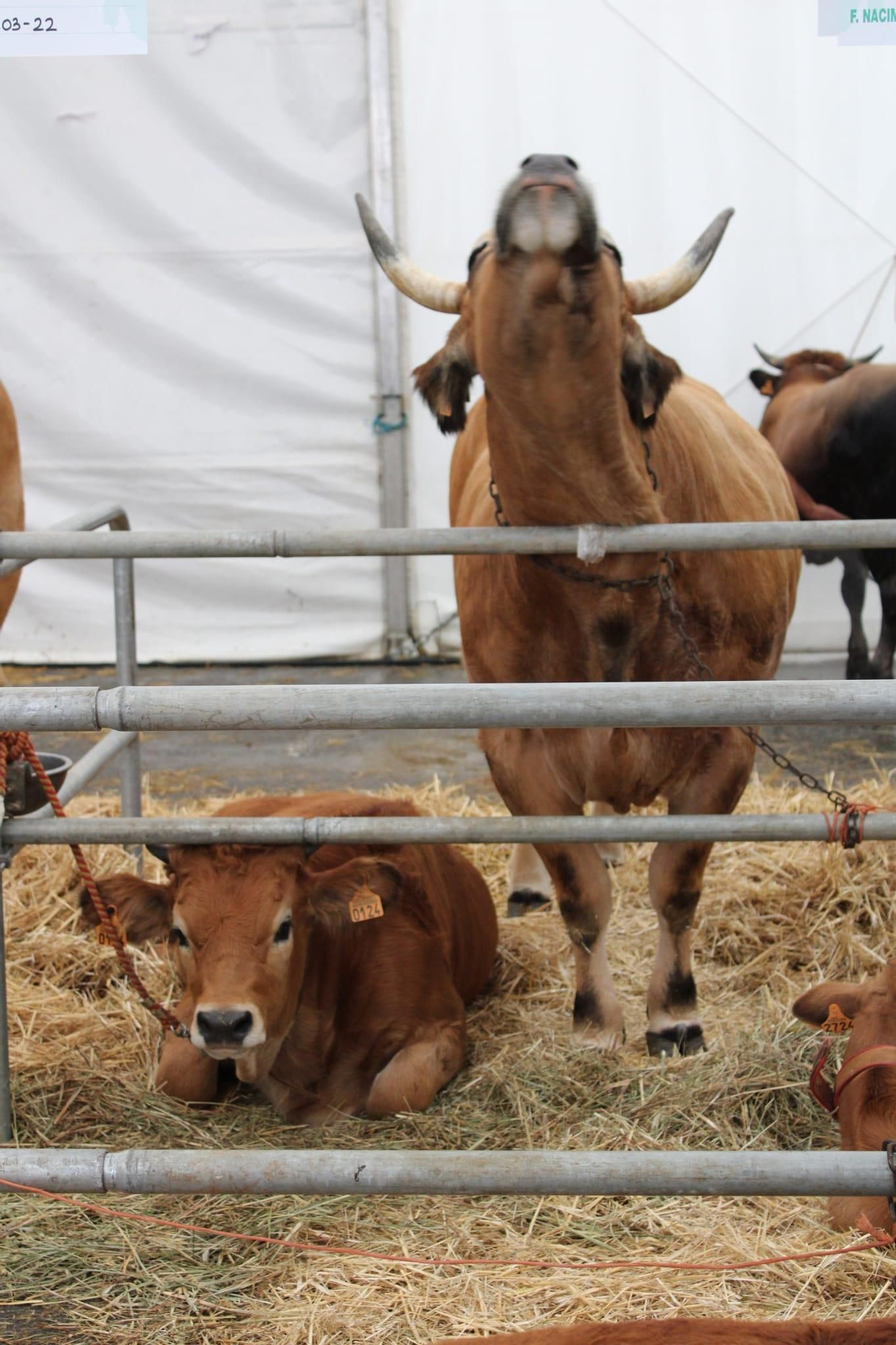 Así es Llangréu Nautral, la feria de las razas autóctonas asturianas que se celebra en pleno centro de Langreo