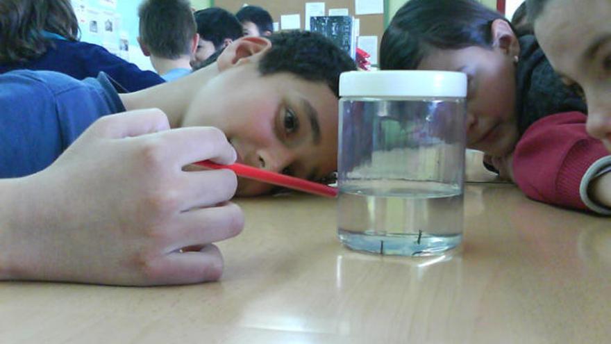 Uns alumnes observen un pot amb larves de mosquit.