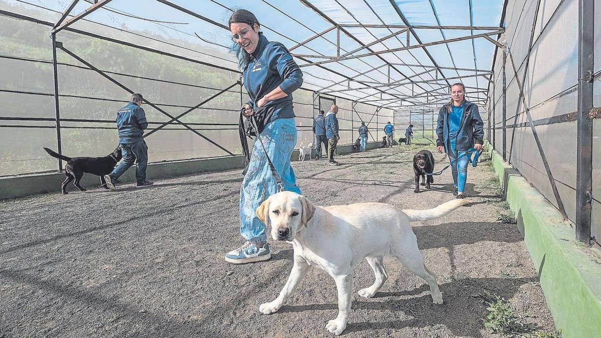 Xenia y la labradora adolescente Sara, que está pendiente de la cámara en una de las prácticas para aprender a caminar al ritmo del usuario.