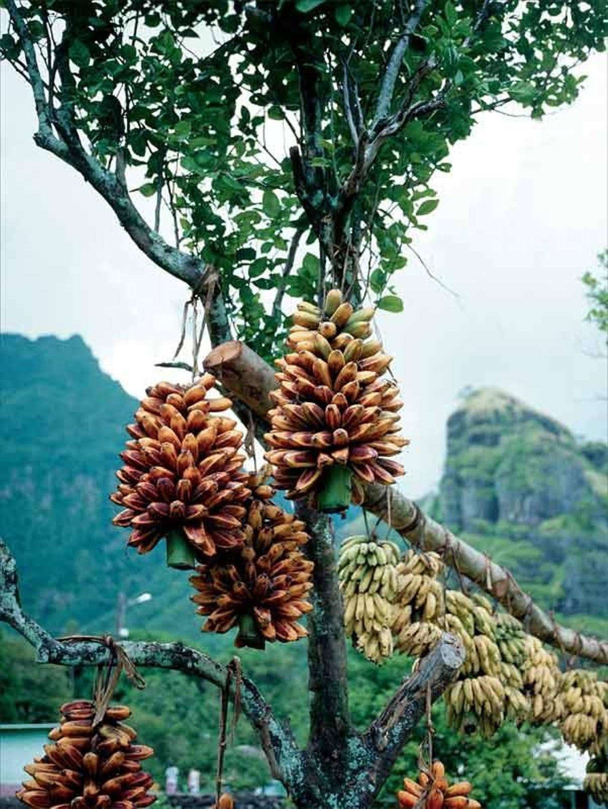 Plataneras en Hanavave, uno de los núcleos más poblados de la isla de Fatu Hiva.