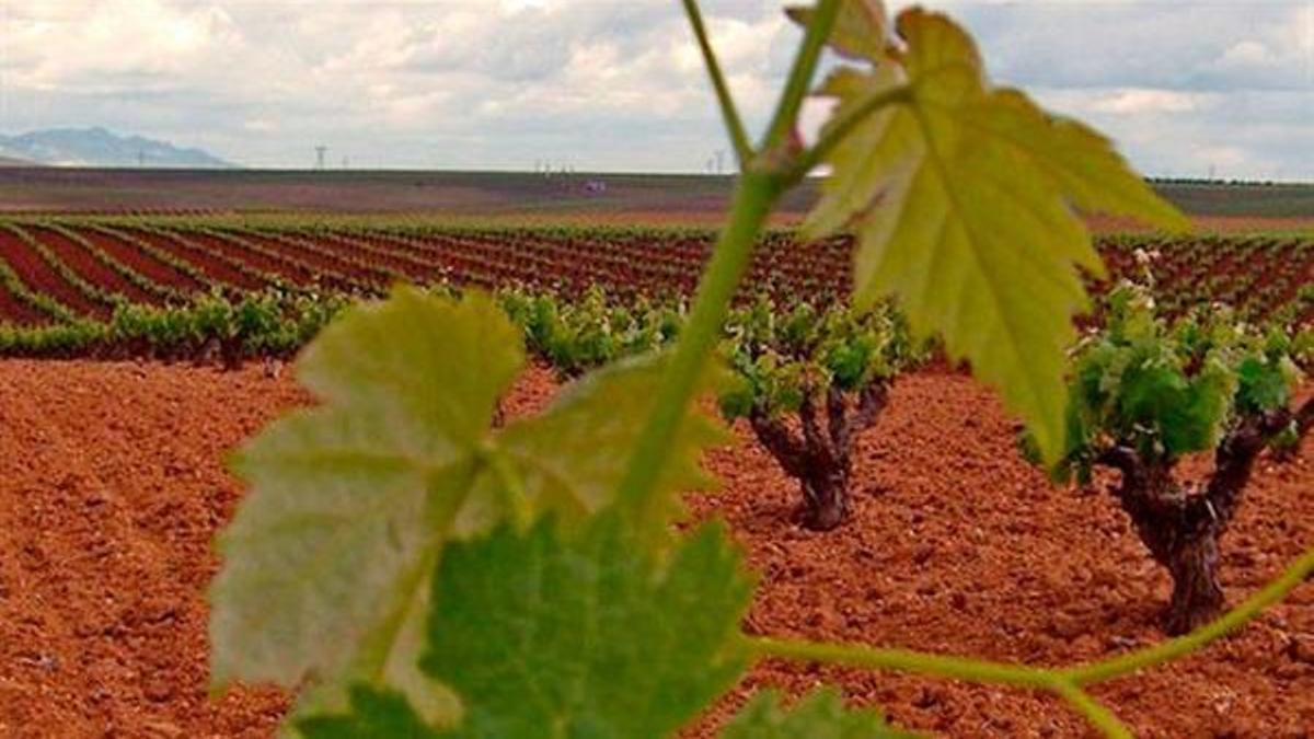 Viñedos en Tierra de Barros.