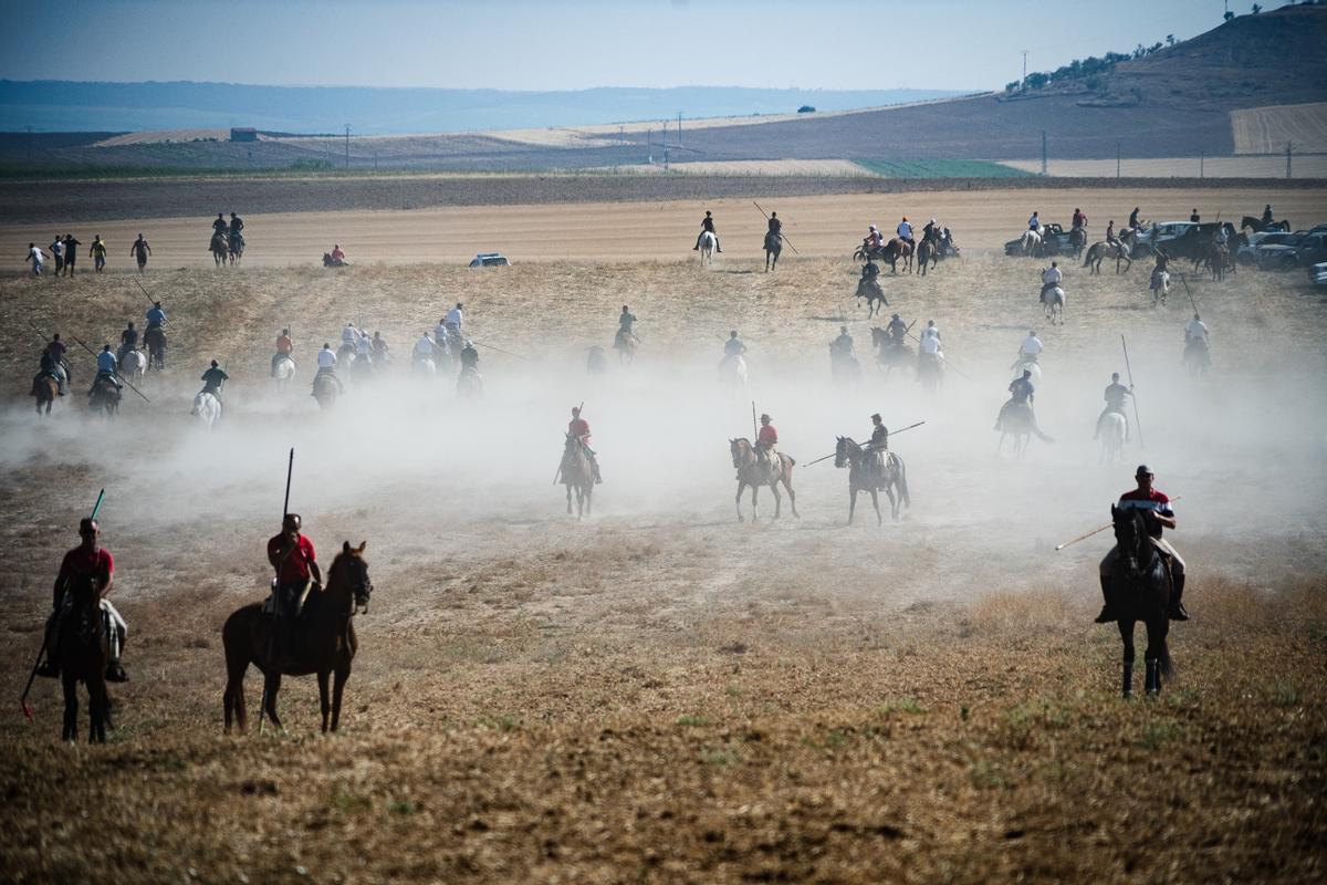 GALERÍA| Multitudinario encierro de campo en Moraleja del Vino GALERÍA| Multitudinario encierro de campo en Moraleja del Vino