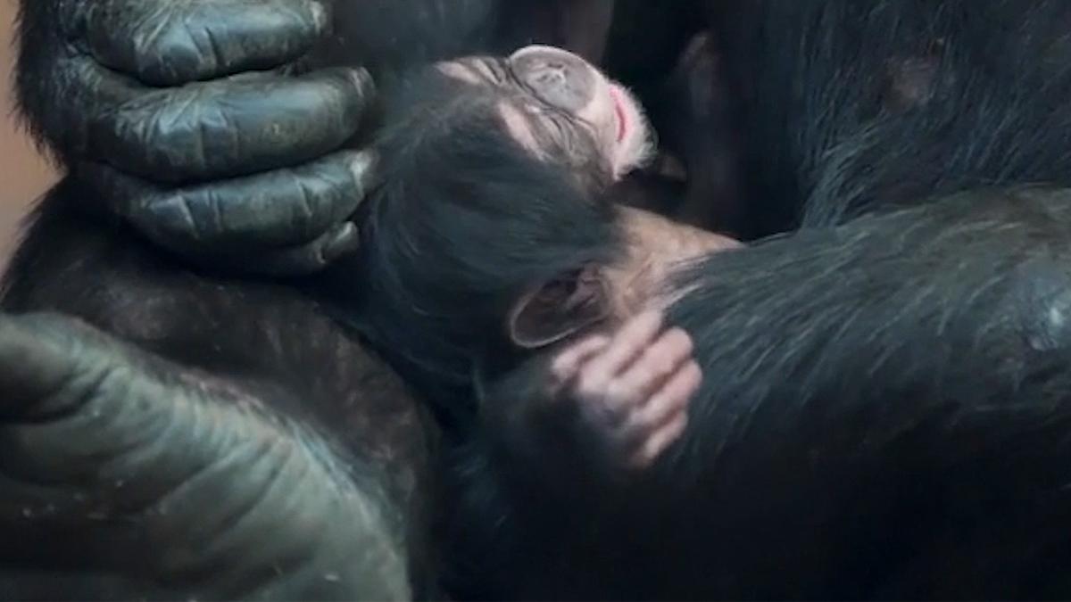 Nace en Reino Unido un chimpancé occidental, una subespecie en peligro de extinción.