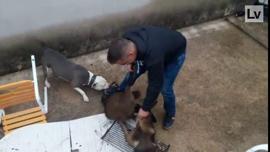Un vecino de Simat azuza a un perro para que ataque a un jabalí
