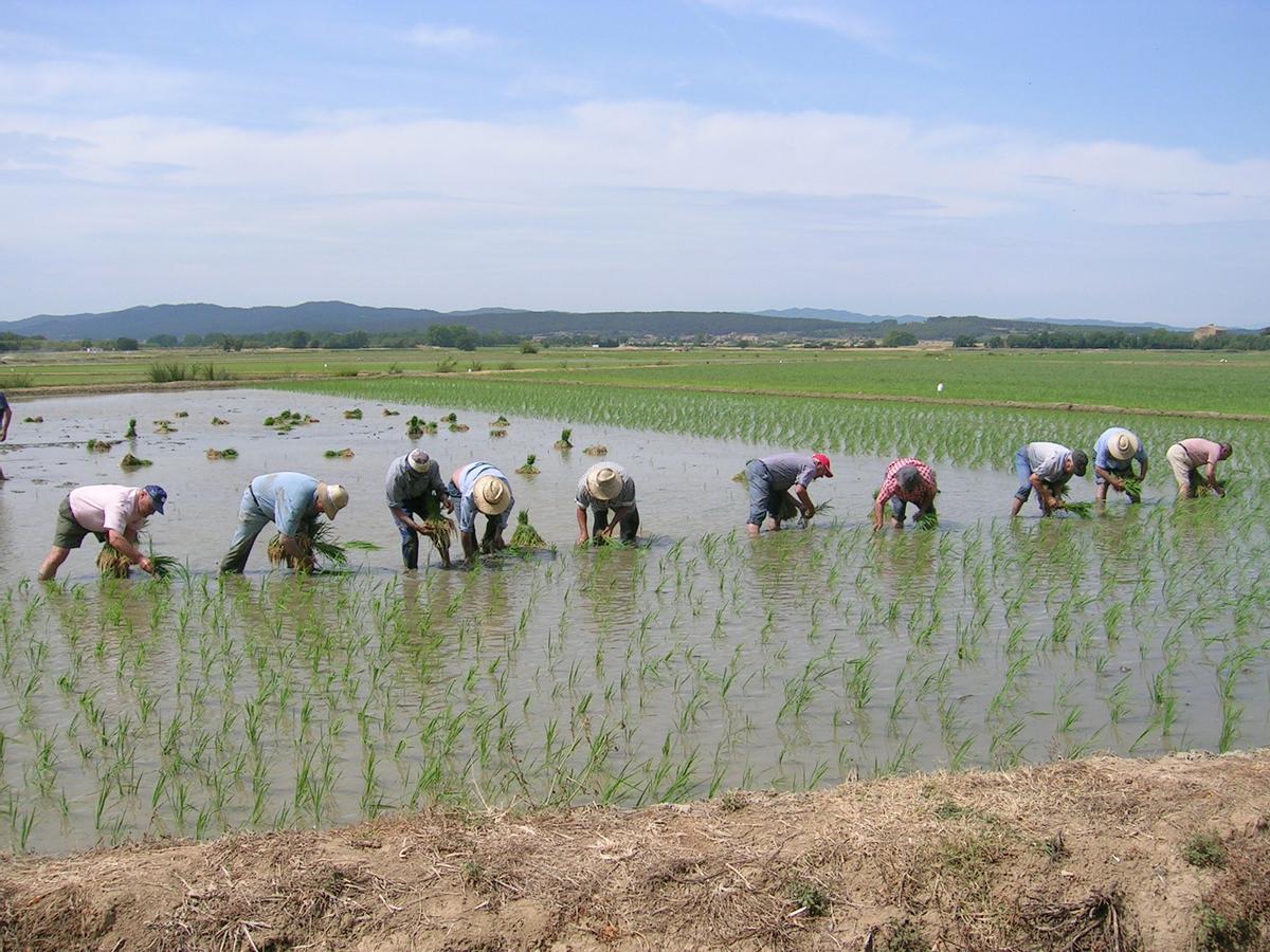 El Govern atura el projecte de vial Nord a Pals per l’impacte ambiental