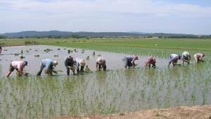El Govern atura el projecte de vial Nord a Pals per l’impacte ambiental