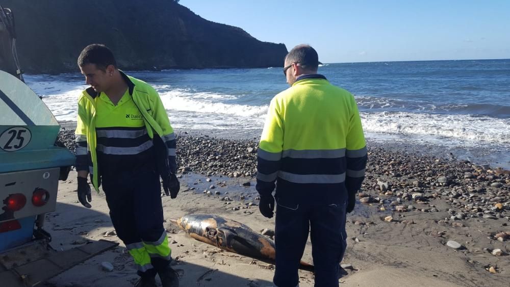 Localizan los restos de un delfín muerto