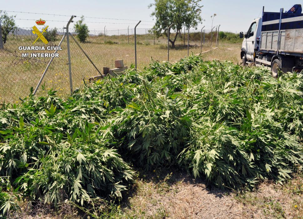 Cuatro detenidos por tráfico de marihuana en Totana y Sangonera la Verde