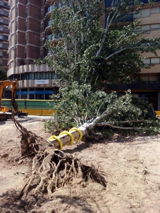 Cauen dos arbres a la Bonavista