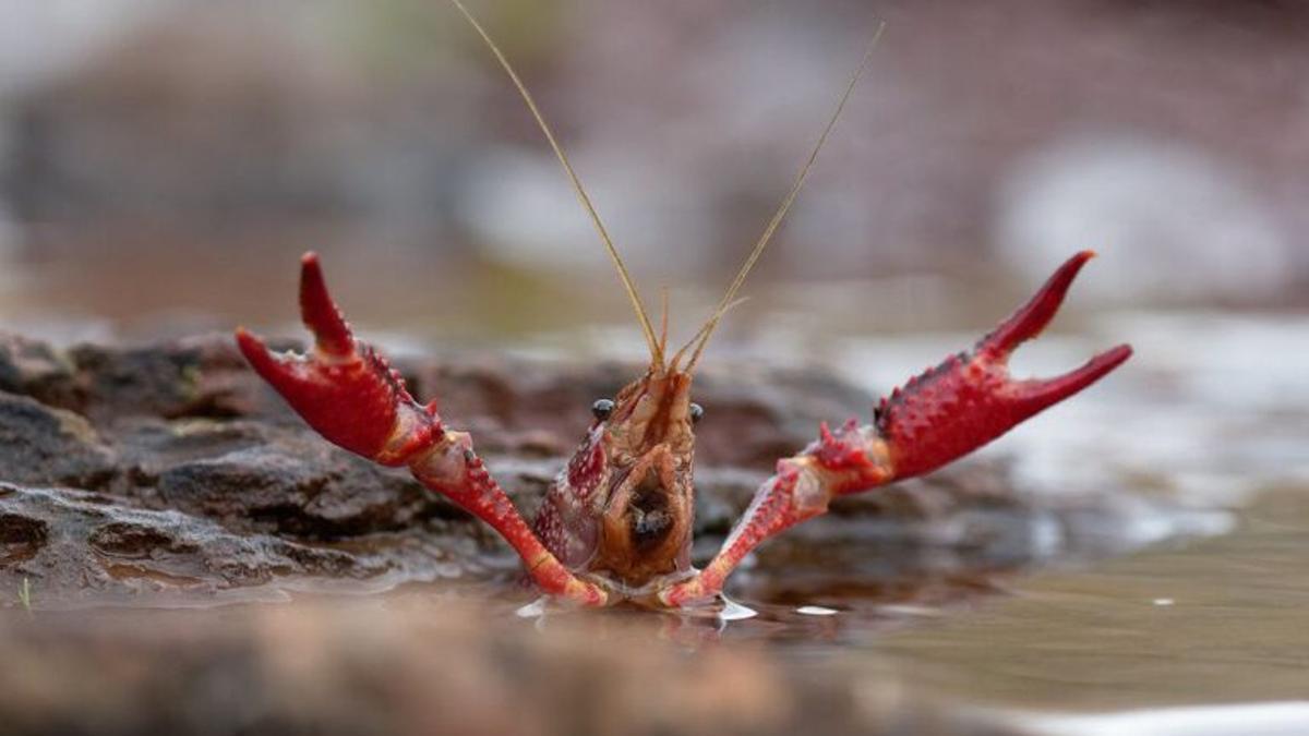 ¿Cuál es el patógeno que está matando a los cangrejos de río?