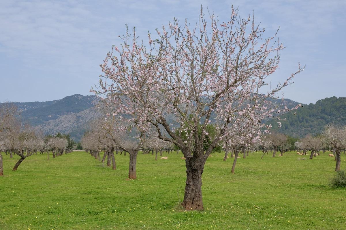Las fotos de la tardía floración de los almendros en Mallorca Las fotos de la tardía floración de los almendros en Mallorca