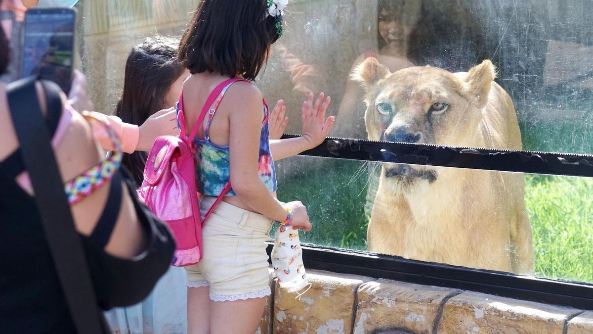 Los días festivos y el buen tiempo atraen a multitud de visitantes al zoológico de Córdoba.