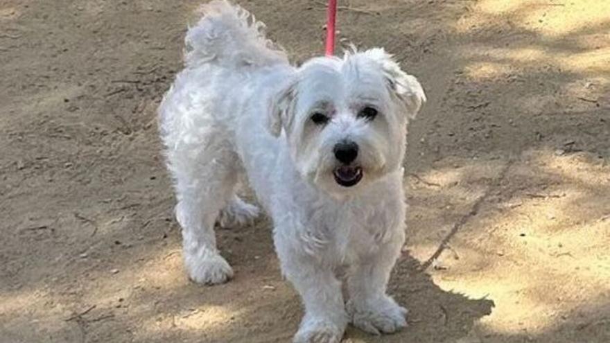 Una vecina gaditana de Torrent &quot;rota&quot; por la desaparición de su perro