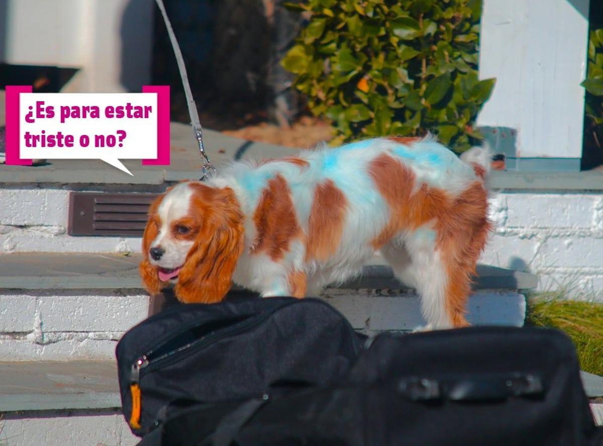 El perro de Selena Gómez está triste y azul
