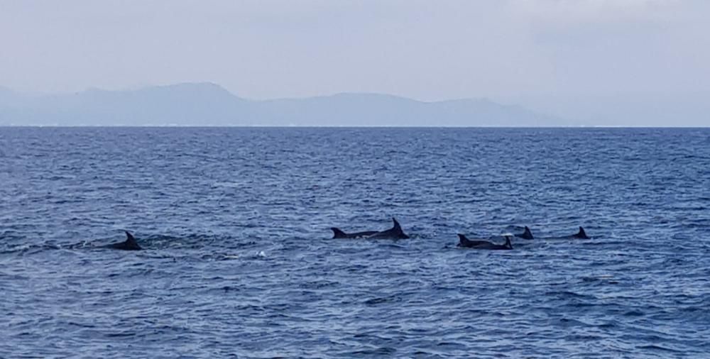 Avistan centenares de delfines en la costa de Dénia en apenas mes y medio