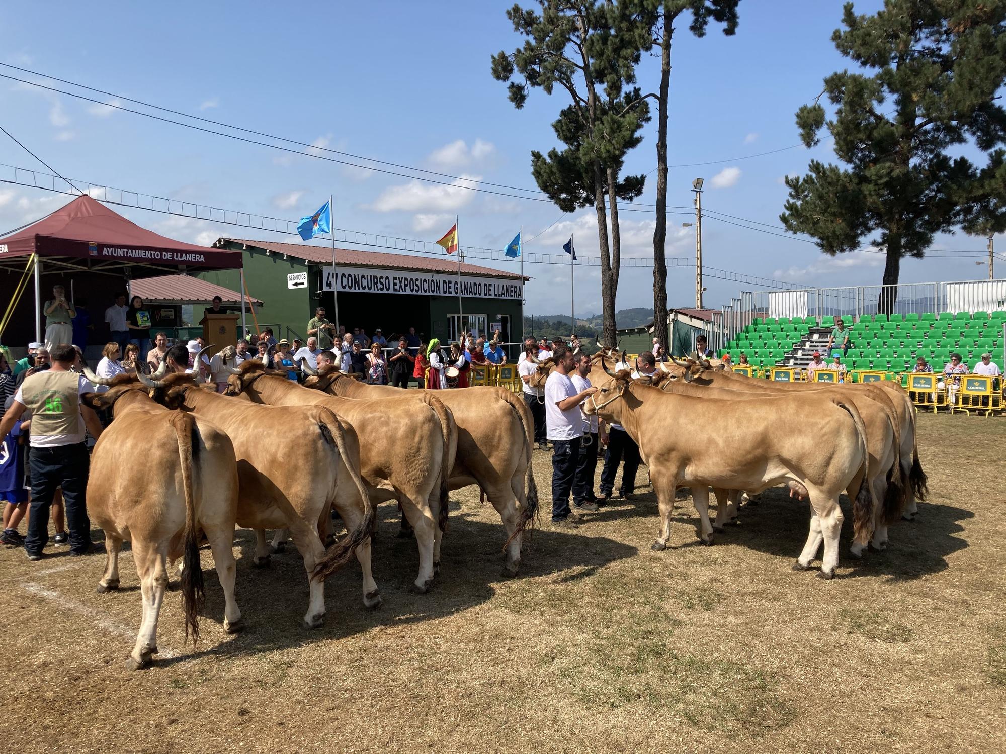 El concurso de ganado de Llanera fue todo un éxito: aquí tienes algunas de las reses ganadoras