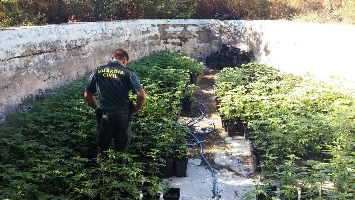 Plantación de marihuana intervenida por la Guardia Civil en La Jonquera (Alt Empordà).