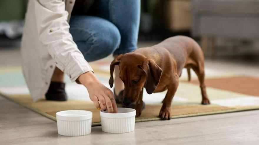 PODCAST: digestión, hidratación e ingredientes de calidad: las bases de una buena alimentación para perros