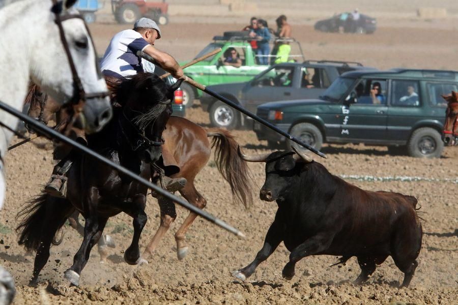 Encierro campero en Moraleja del Vino