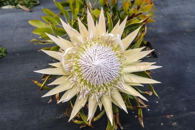 Plantación de proteas