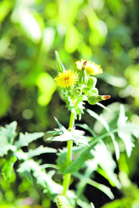 Frische Zutat: die Gänsedistel