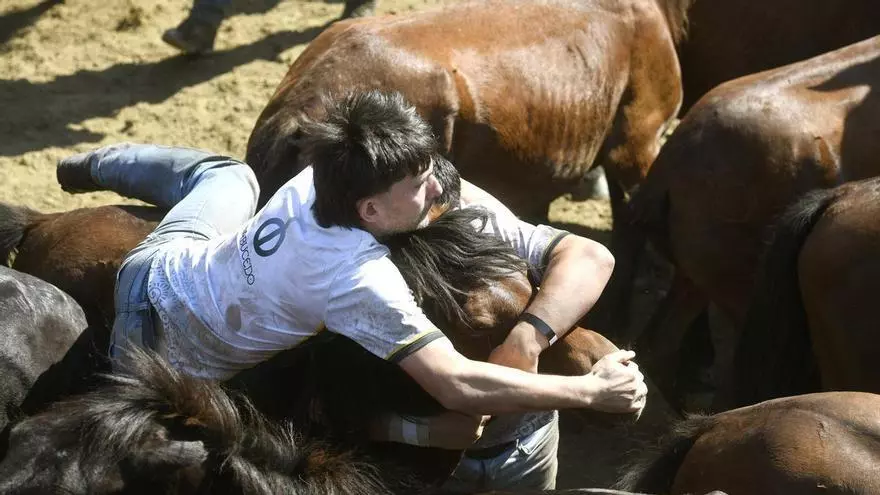 Sabucedo celebra el segundo curro de su Rapa das Bestas bajo un intenso calor