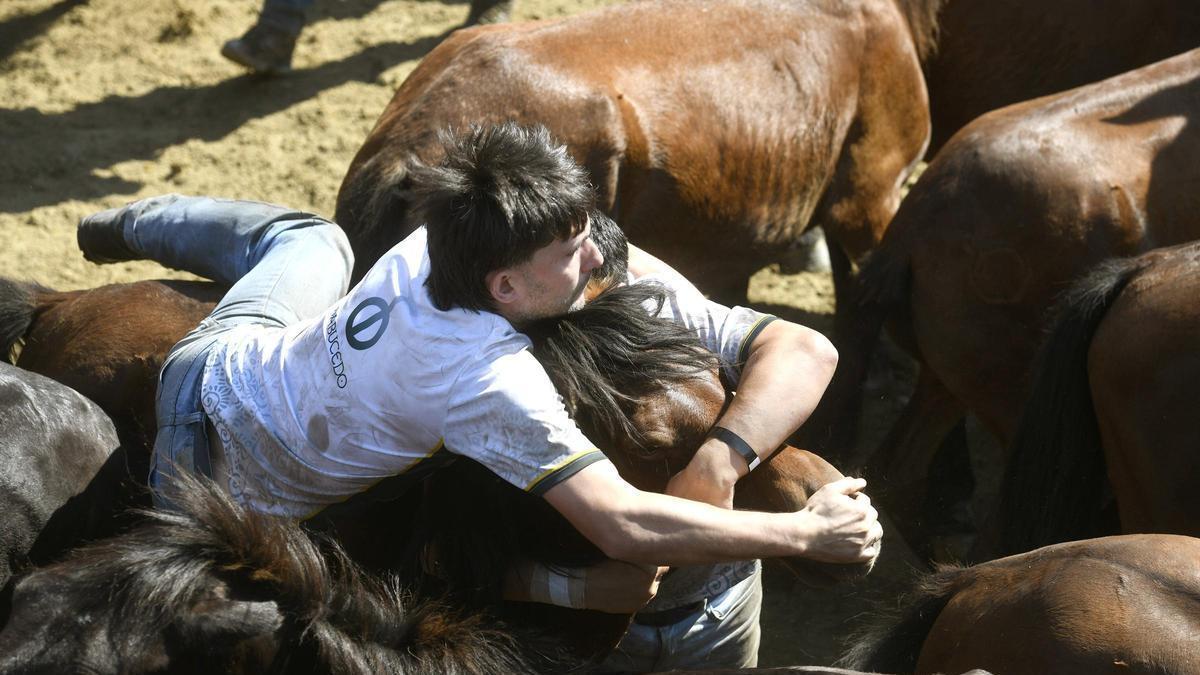 Sabucedo celebra el segundo curro de su Rapa das Bestas bajo un intenso calor.