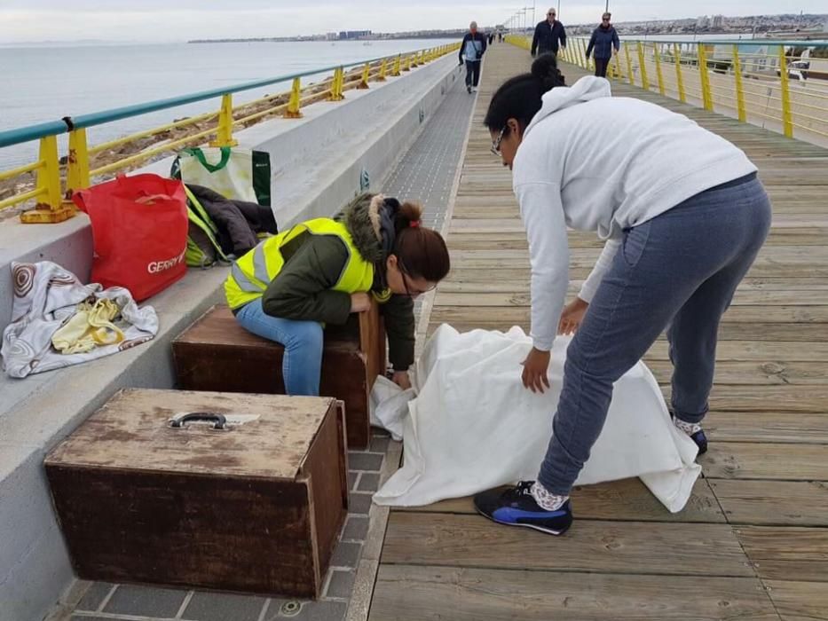 Voluntarios del CES y el Albergue Municipal han colaborado con la castración de 571 gatos en Torrevieja este año. En dos años la campaña ha evitado el nacimiento de 18.000 crías.