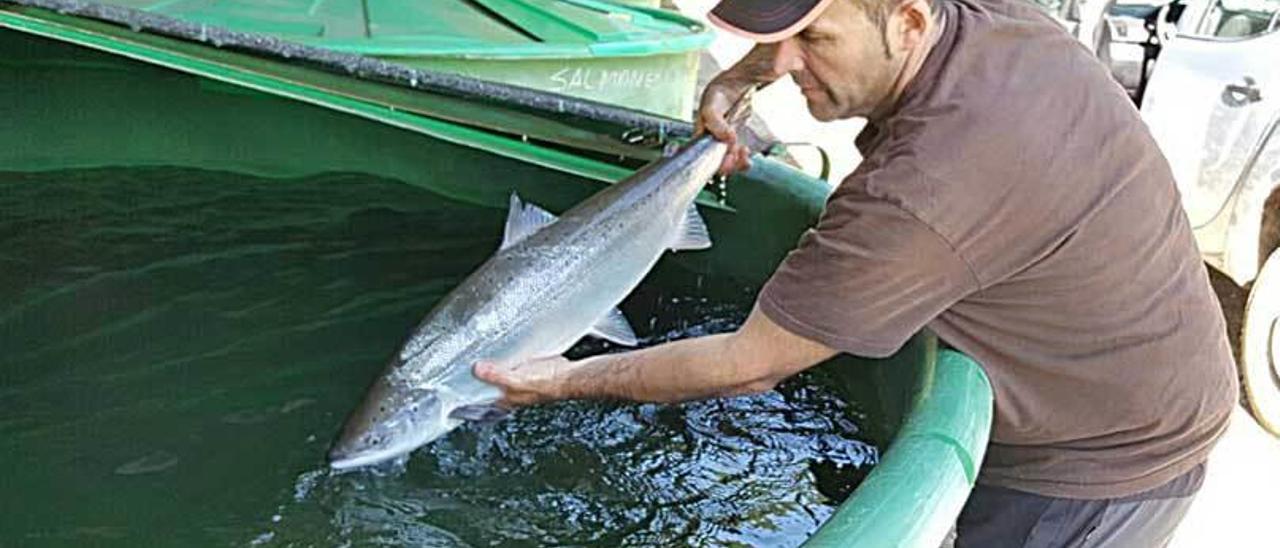 Enrique Berrocal introduce en la balsa el salmón que donó la semana pasada.
