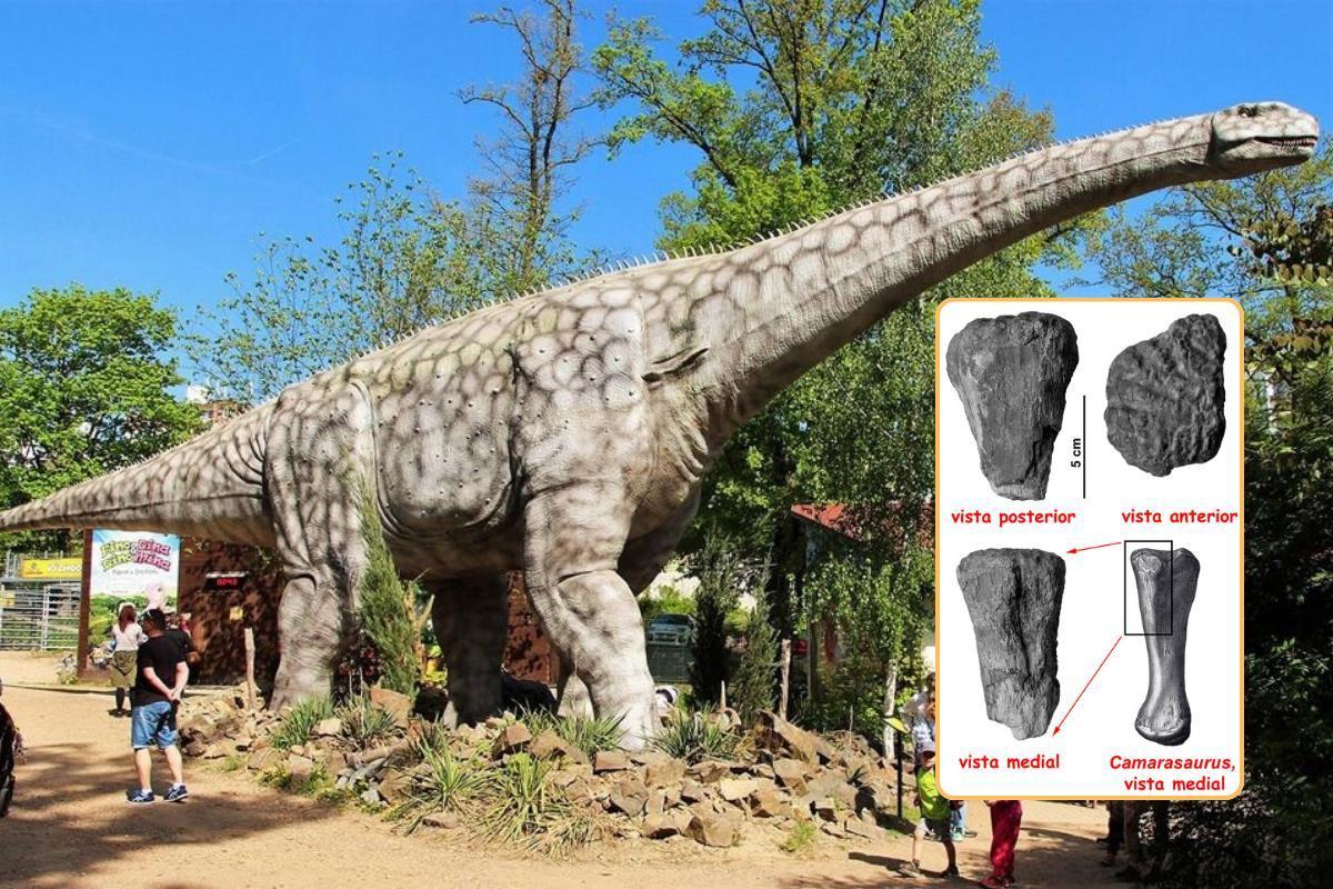 Representación del un gran saurópodo; fragmento de un metacarpo primero izquierdo, hallado en el paraje de la Fuente del Pinar (Yecla)