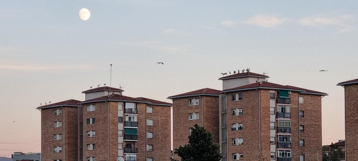 Un estol de cigonyes a la Font dels Capellans Un estol de cigonyes a la Font dels Capellans