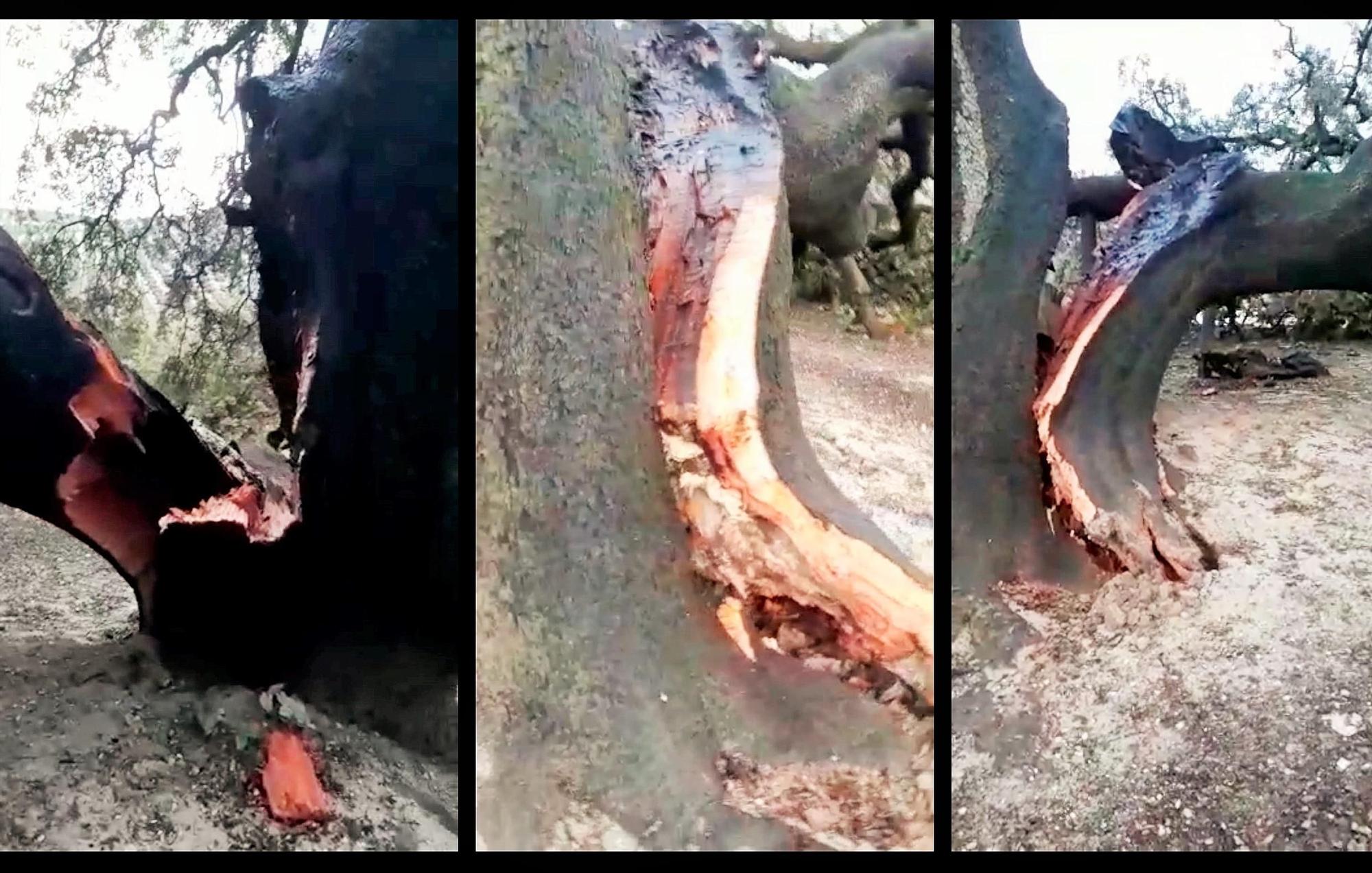 Tres imágenes que muestran el estado en el que ha quedado el tronco de la encina milenaria.