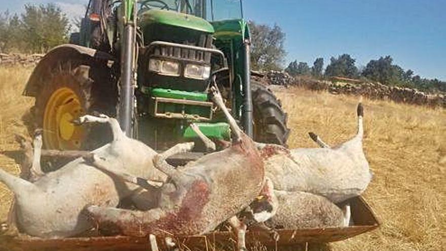 Recogida de animales muertos por el ataque de los cánidos en la explotación de ovino de Fresnadillo.