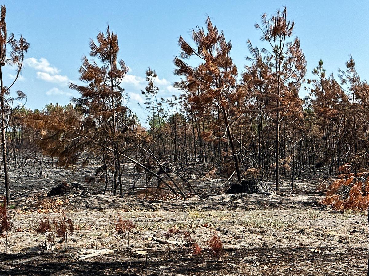 Miles de hectáreas quemadas en la región de Gironde