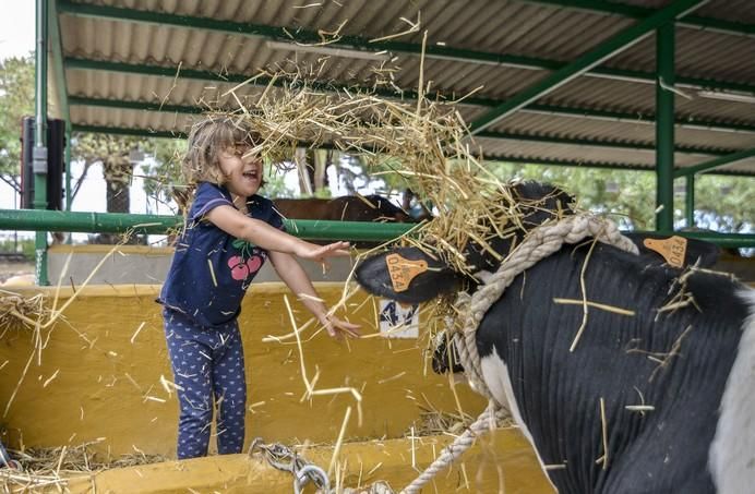 ARUCAS GRAN CANARIA A 27/05/2017. Feria de Ganado en la Granja del Cabildo de Gran Canaria. FOTO: J.PÉREZ CURBELO