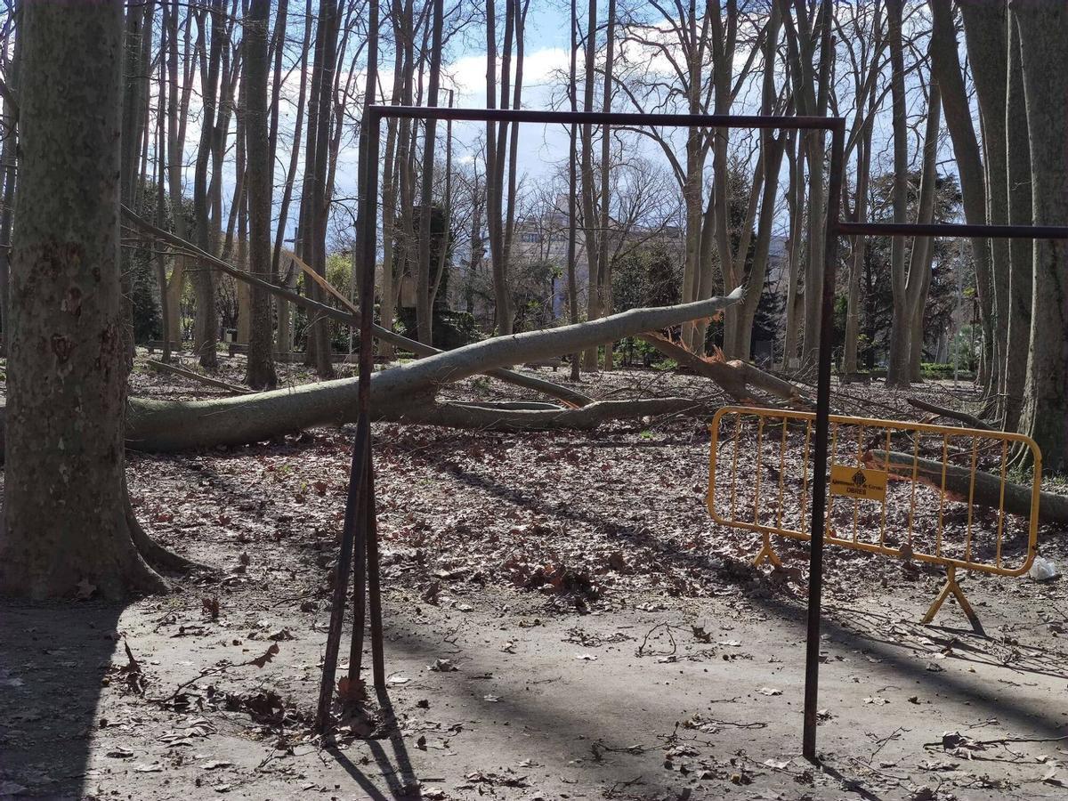 Arbres caiguts a Girona per la ventada Arbres caiguts a Girona per la ventada