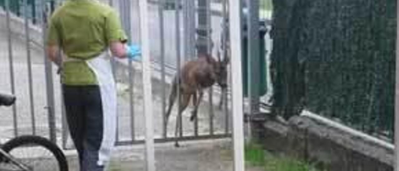 Una mujer acude al rescate del corzo atrapado en la verja del colegio Reconquista de Cangas de Onís.