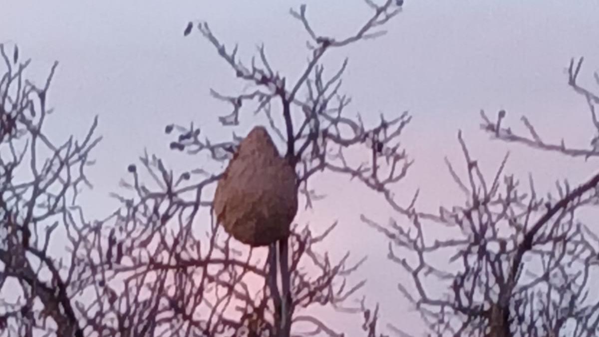 Imatge del vesper de vespa asiàtica (Vespa Belutina)